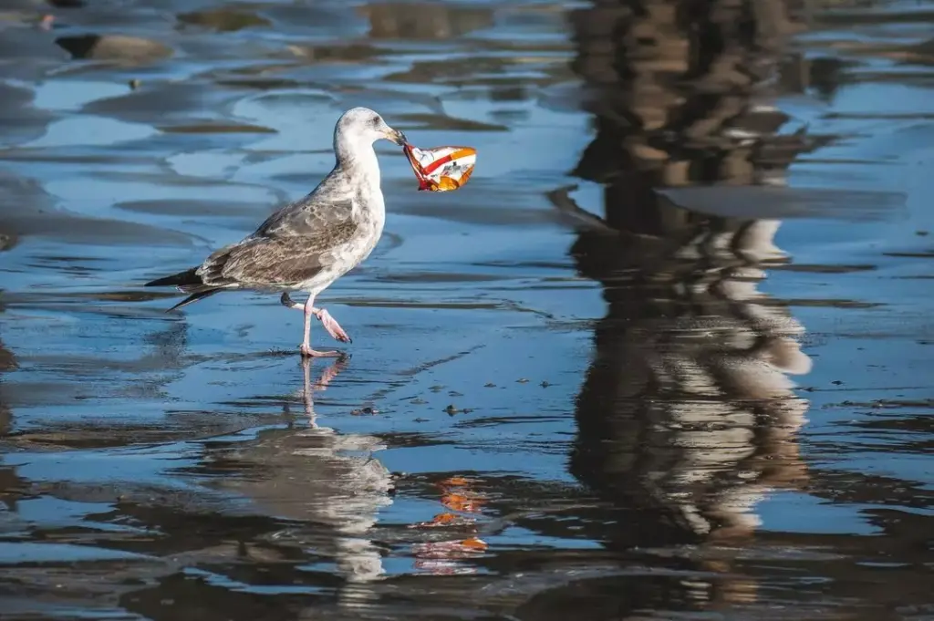 Möwe mit Plastikmüll im Schnabel_Foto-tim-mossholder-unsplash