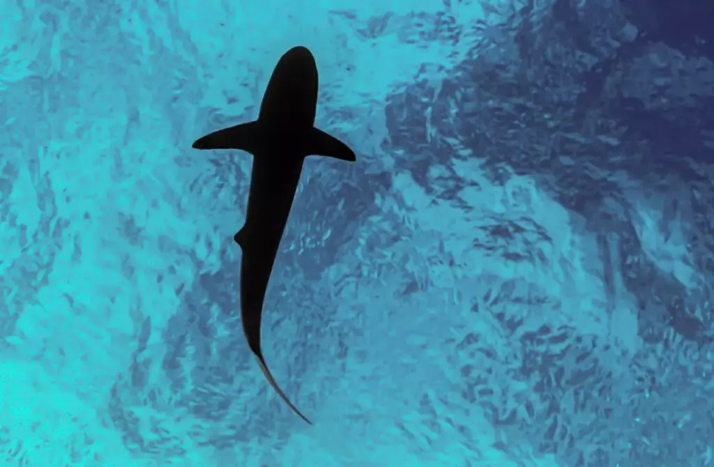 wellenreiten-haie-Verhaltensweisen-schutz-wissen-surfer